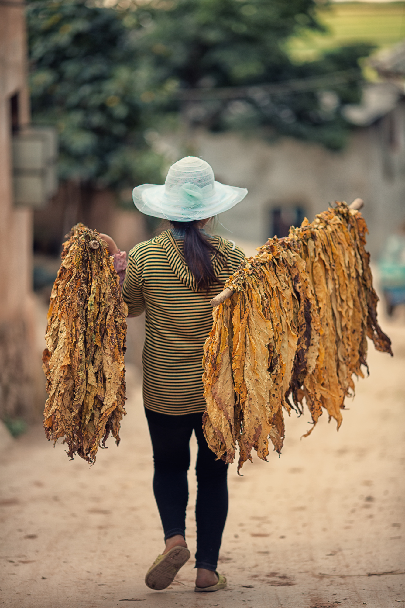 Tobacco road~ Yunnan